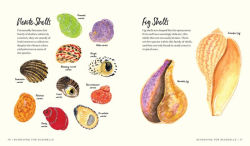 Alternative view 7 of Searching for Seashells: An Artist's Guide to Treasures on the Beach