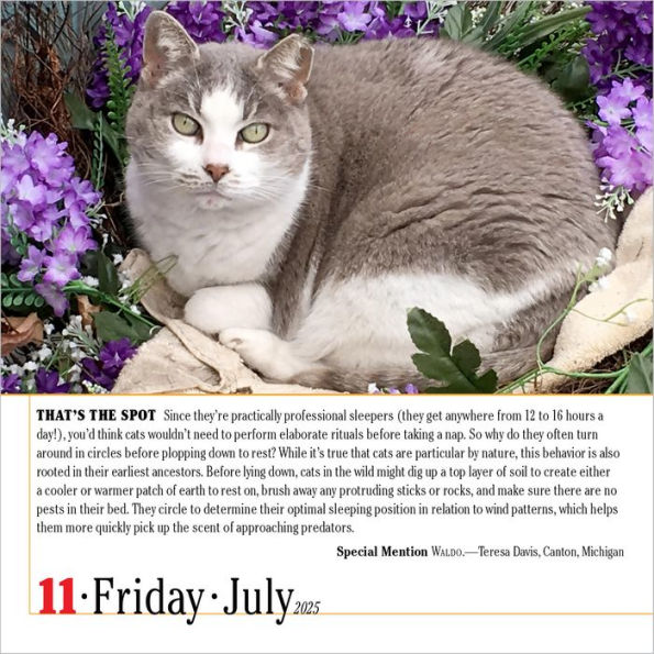 2025 365 Cats Page-A-Day Calendar