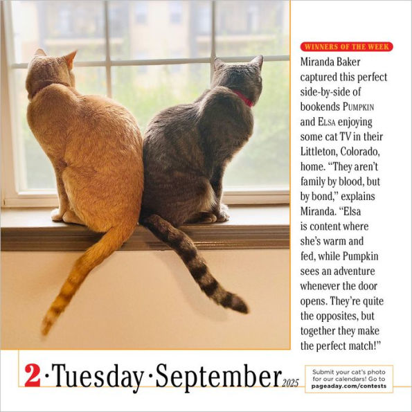 2025 365 Cats Page-A-Day Calendar