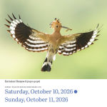 Alternative view 4 of 2026 Audubon Birds Page-A-Day Calendar