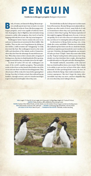 Birds: A Photicular Book