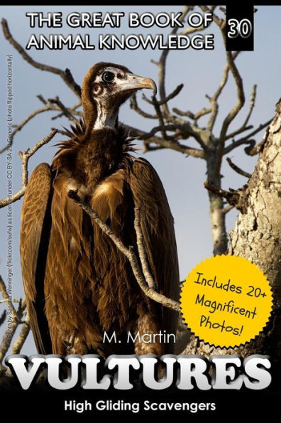Vultures: High Gliding Scavengers