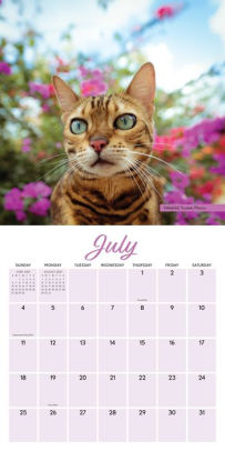 Suki the Adventure Cat 2021 Wall Calendar by Martina Gutfreund, Kenneth