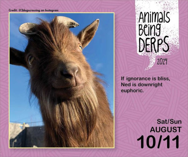 Animals Being Derps 2024 DaytoDay Calendar by Beverly L. Jenkins
