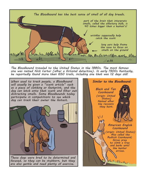 Why Are Dogs: An Illustrated History of the Wonderful World Dogs
