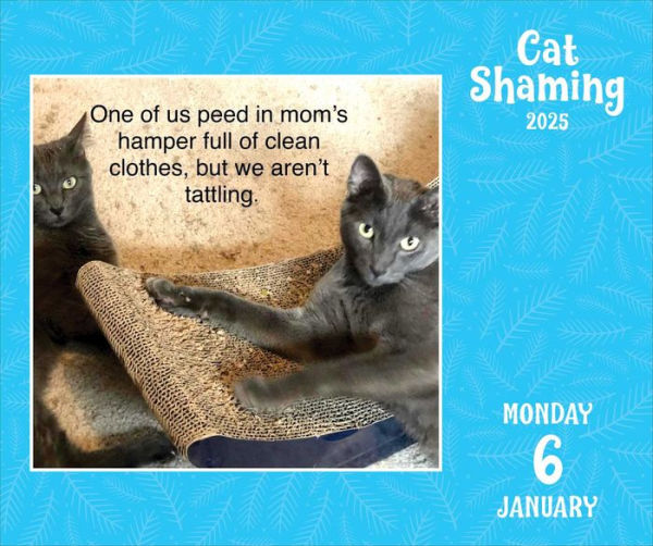2025 Cat Shaming DaytoDay Calendar by Pedro Andrade, Pedro Barnes