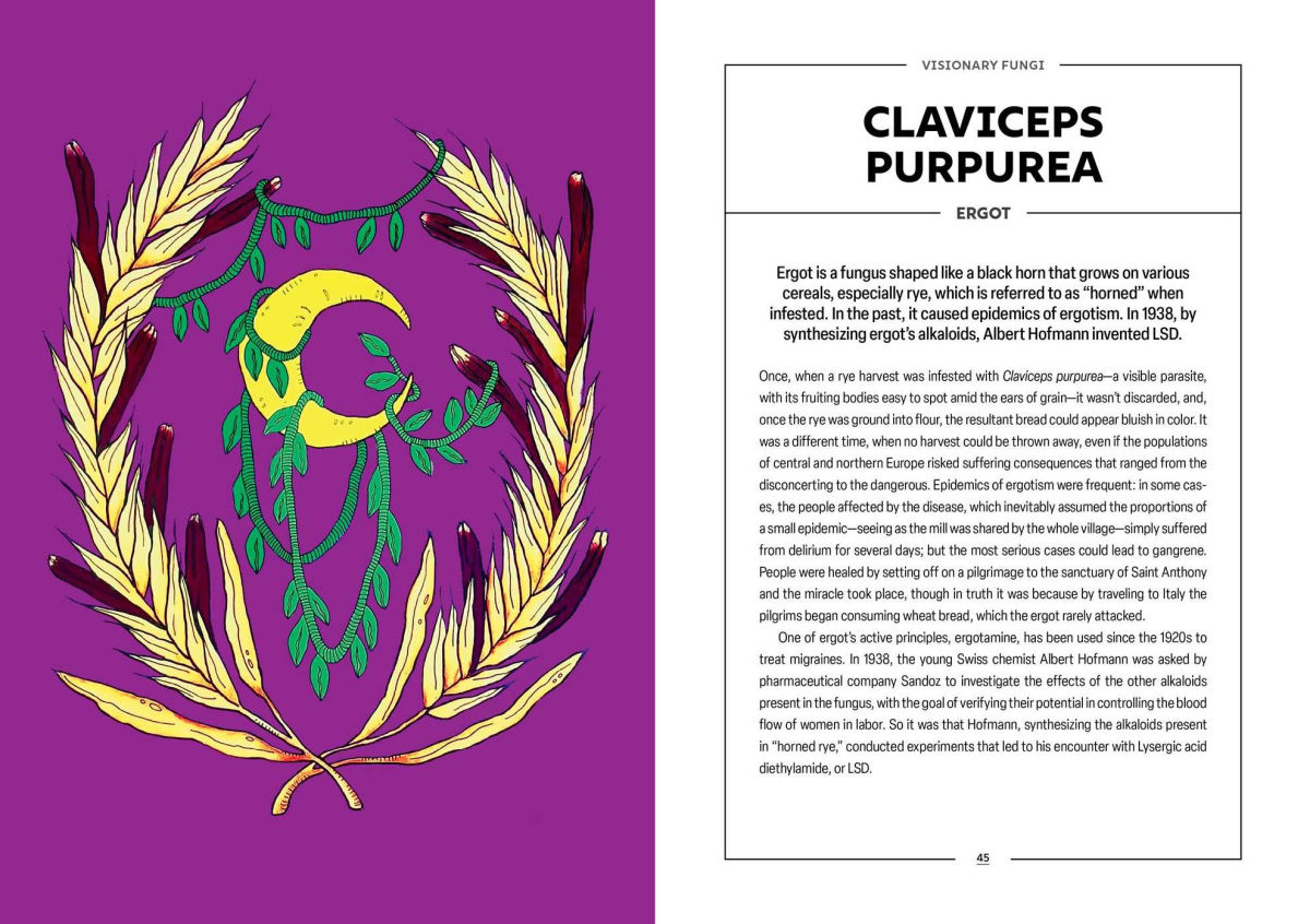 Left page is a psychedelic-like illustration of the fungi described on the right page. Text: "VISIONARY FUNGI. CLAVICEPS PURPUREA. ERGOT. Ergot is a fungus shaped like a black horn that grows on various cereals, especially rye, which is referred to as "horned" when infested. In the past, it caused epidemics of ergotism. In 1938, by synthesizing ergot's alkaloids, Albert Hofmann invented LSD. Once, when a rye harvest was infested with Claviceps purpurea-a visible parasite, with its fruiting bodies easy to spot amid the ears of grain-it wasn't discarded, and, once the rye was ground into flour, the resultant bread could appear bluish in color. It was a different time, when no harvest could be thrown away, even if the populations of central and northern Europe risked suffering consequences that ranged from the disconcerting to the dangerous. Epidemics of ergotism were frequent: in some cas-es, the people affected by the disease, which inevitably assumed the proportions of a small epidemic-seeing as the mill was shared by the whole village-simply suffered from delirium for several days; but the most serious cases could lead to gangrene. People were healed by setting off on a pilgrimage to the sanctuary of Saint Anthony and the miracle took place, though in truth it was because by traveling to Italy the pilgrims began consuming wheat bread, which the ergot rarely attacked. One of ergot's active principles, ergotamine, has been used since the 1920s to treat migraines. In 1938, the young Swiss chemist Albert Hofmann was asked by pharmaceutical company Sandoz to investigate the effects of the other alkaloids present in the fungus, with the goal of verifying their potential in controlling the blood flow of women in labor. So it was that Hofmann, synthesizing the alkaloids present in "horned rye," conducted experiments that led to his encounter with Lysergic acid diethylamide, or LSD. Page 45."