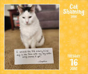Alternative view 4 of 2026 Cat Shaming Day-to-Day Calendar