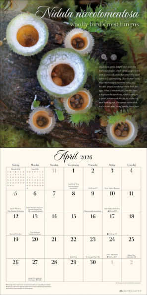 The Miraculous Mushroom 2026 Wall Calendar: With Fabulous Fungi Facts