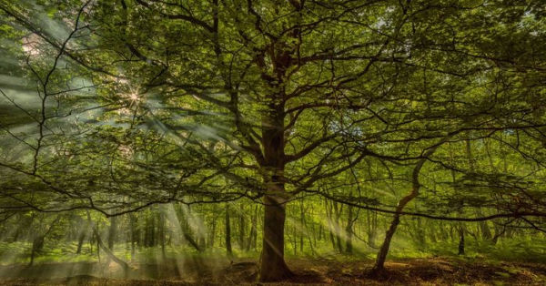 The Queen's Green Canopy: Ancient Woodlands and Trees