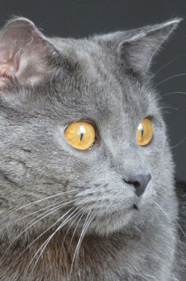 The Chartreux Cat Journal There S That Infernal Red Dot Again