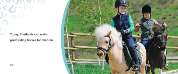 Shetland Ponies