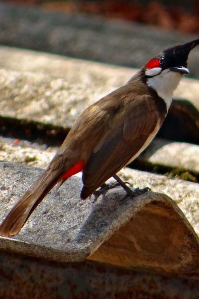 Red Whiskered Bulbul, Birds of the World: Blank 150 page lined journal for your thoughts, ideas, and inspiration