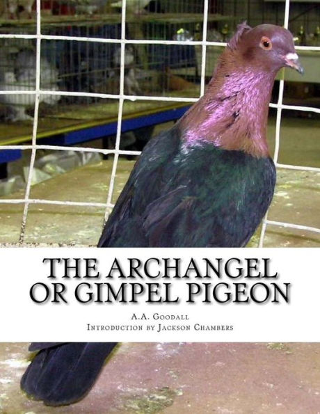 The Archangel or Gimpel Pigeon: Pigeon Breeds Book 8