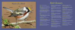 Alternative view 3 of F is for Feathers: A Bird Alphabet