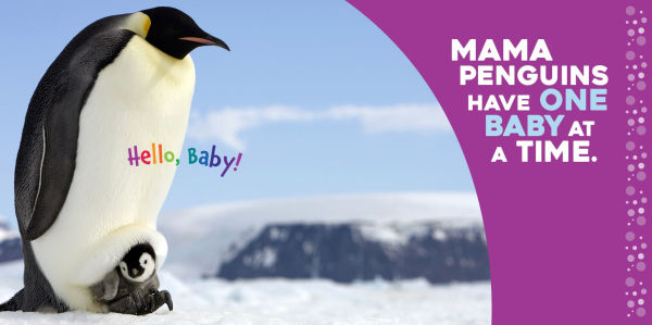 Hello Baby Penguin!