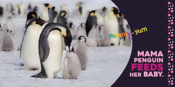 Hello Baby Penguin!
