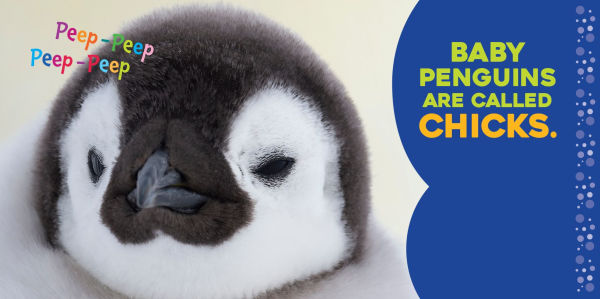 Hello Baby Penguin!