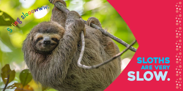Hello Baby Sloth!
