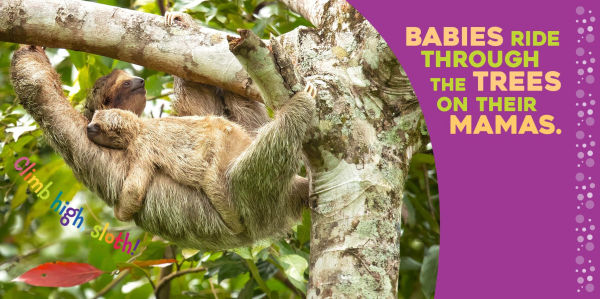 Hello Baby Sloth!