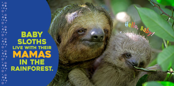 Hello Baby Sloth!