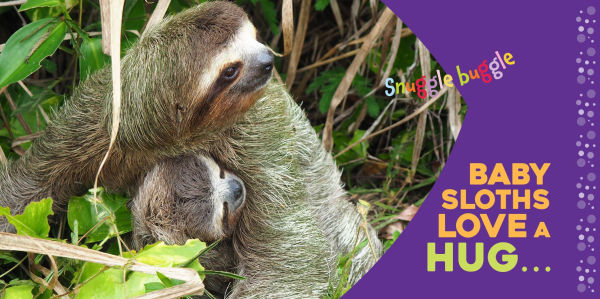Hello Baby Sloth!