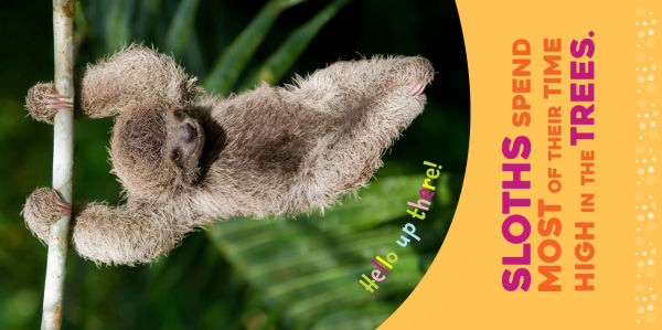 Hello Baby Sloth!