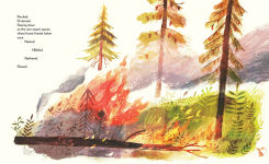 Alternative view 2 of Pine Cone Regrown: How One Species Thrives After Fire