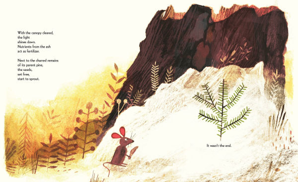 Pine Cone Regrown: How One Species Thrives After Fire