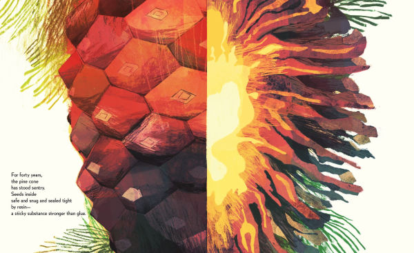 Pine Cone Regrown: How One Species Thrives After Fire