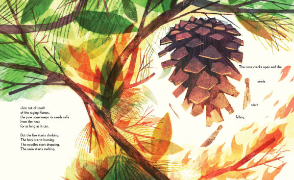 Pine Cone Regrown: How One Species Thrives After Fire