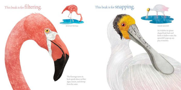 The Beak Book