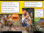 Alternative view 6 of Tigers Can't Purr!: And Other Amazing Facts (Ready-to-Read Level 2)