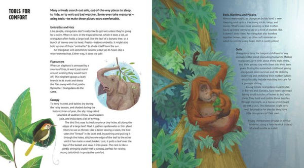 Orangutan Hats and Other Tools Animals Use