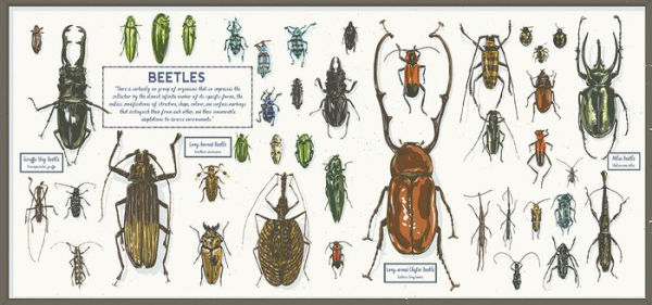 Darwin's Rival: Alfred Russel Wallace and the Search for Evolution