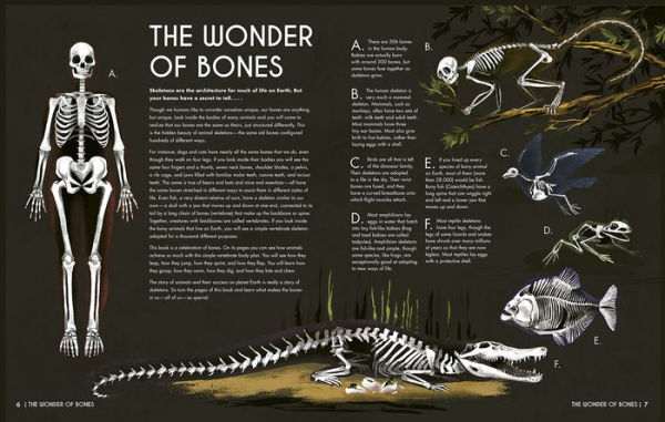 Bones: An Inside Look at the Animal Kingdom