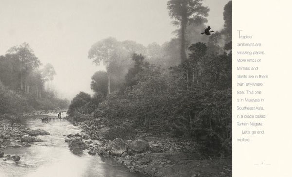 A Walk Through the Rain Forest