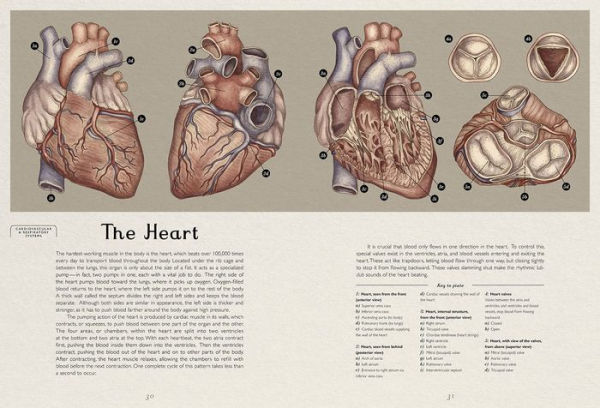 Anatomicum: Welcome to the Museum