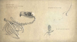 Alternative view 3 of How to Make a Bird