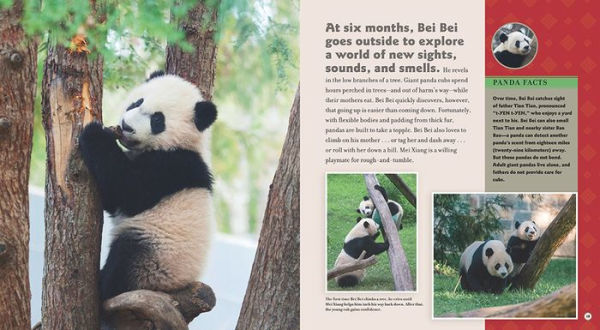 Bei Goes Home: A Panda Story