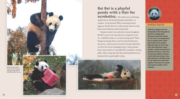 Bei Goes Home: A Panda Story