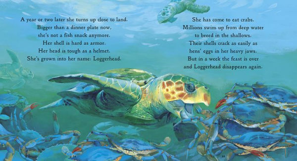 One Tiny Turtle: Read and Wonder