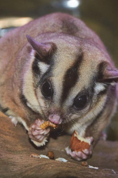 Sugar Glider (Flying Squirrel) on a Tree Journal: 150 page lined notebook/diary