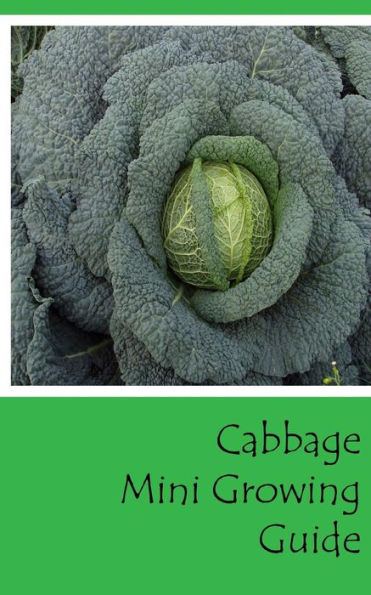 Cabbage Mini Growing Guide