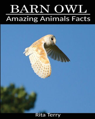 Barn Owl Amazing Photos Fun Facts Book About Barn Owl By Rita