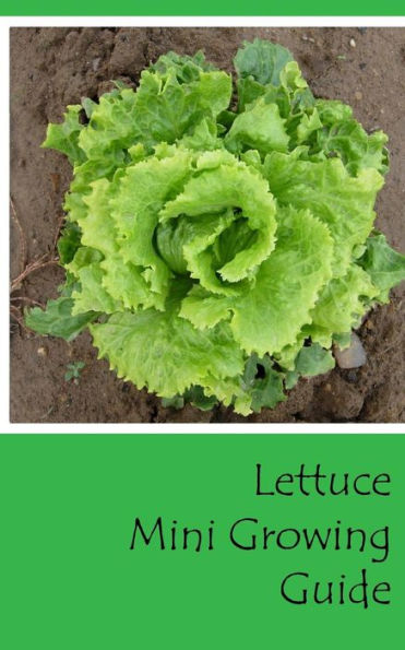 Lettuce Mini Growing Guide