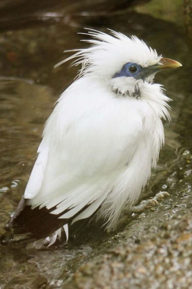 Bali Starling Bird aka Rothchild's Mynah Journal: 150 page lined notebook/diary