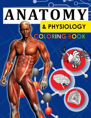 Download Anatomy Physiology Coloring Book 2nd Edtion By Dr Willie J Mitchell Paperback Barnes Noble