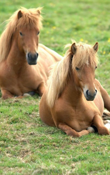 Icelandic Horses Resting Journal: 150 Page Lined Journal