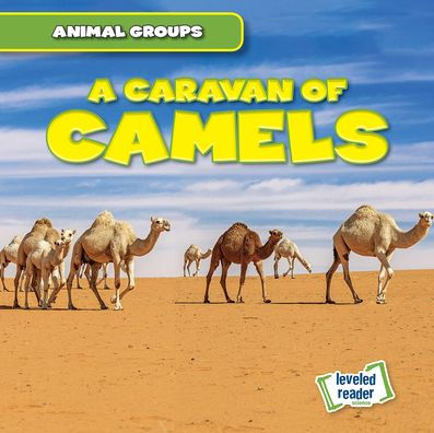 A Caravan of Camels